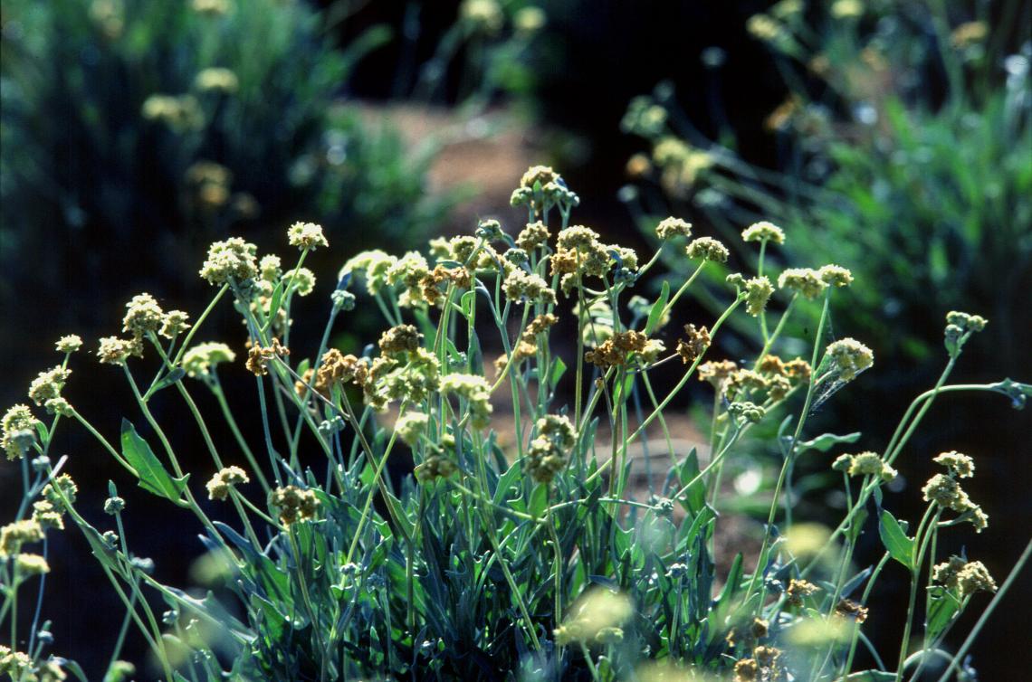 Much more suited for arid environments than rubber trees, the guayule plant is a promising candidate for more sustainable, high-yield natural rubber production. Much more suited for arid environments than rubber trees, the guayule plant is a promising candidate for more sustainable, high-yield natural rubber production.